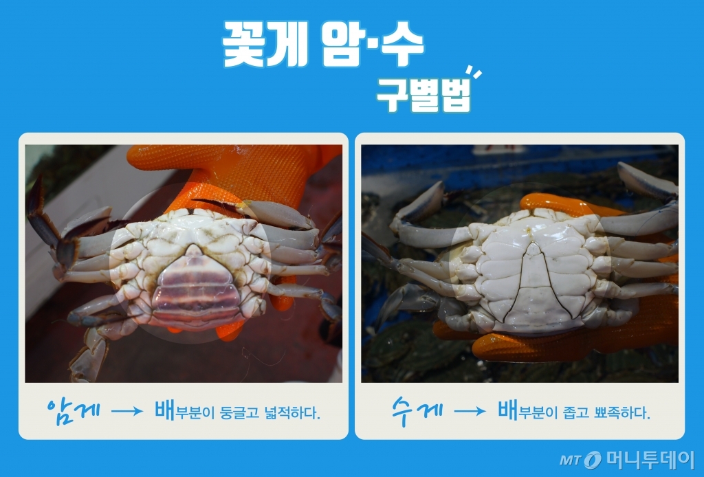 [바다정보다잇다] 꽃게 암수 구별은 배…꽃게 효능과 손질법