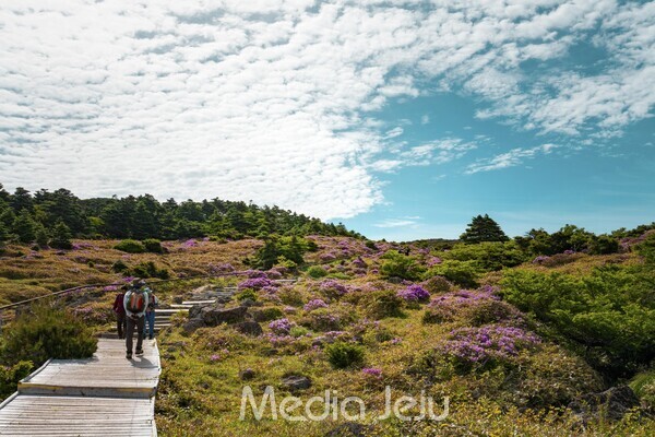 지난 6월6일 한라산 어리목 탐방로 일대의 산철쭉 개화 모습. /사진=미디어제주.